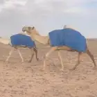 للبيع لقحه
