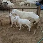 رغوث صاف شبب جرم روم وسلم ظهرها فل الفل تحتها خروف ورخل