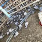 زغاليل زاجل وفرنسي لاحم