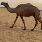 ناقه صفراء ضريبه