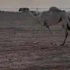 مفروده وضحى ابوهاعبداني