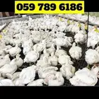 دجاج لاحم فروج بط ديك بلدي