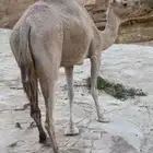ناقه حايل للبيع