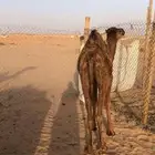 بكره مفروده