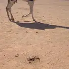 قعود اوضح كفىووو