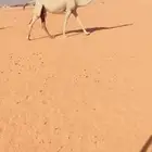 وضحا لقحه لها 9 اشهر على باتلي حشار الرويس