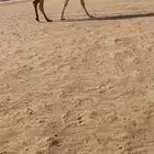 لقحه شقحا