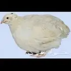 سمان تكساس العملاق بياض