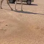 ضرايب ثنيه ورباع