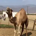 بعير للبيع فحل