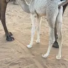 حاشي طيب ومتعافيه لا يشكي من شي