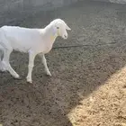 رخل داغور
