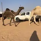 للبيع الناقه الخفوت