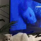 بس مربا للبيع