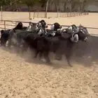 معزا عوارض