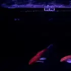 سمك كوي كبير للبيع Koi fish for sale
