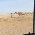 للبيع رحول
