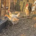 ثلاث اطقم كلهم بياض الوان مميزة وشرط الصحه