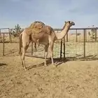 بكره شعلا حقه