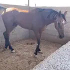 فرس شعبيه