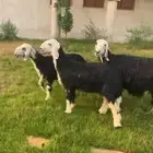 صاف شبب روم وسلم ظهرها فل تحتها 2 خروف ورخل ذبايح ع حول 5 ش
