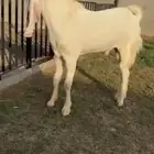 للبيع فحل مطور خصم الخصم
