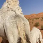 للبيع خلفه هديه