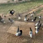 دجاج شبابي فيومي بشاير