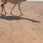 لقحات كفووو 2