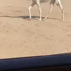 للبيع بكره رمانيه كفوو على رمان ابو يد