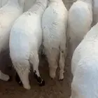 سواكن مرابي شبيه الحري
