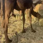 قعود