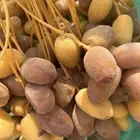 محصول تمر خلاص فاخر