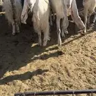 معزا طيبه عددها 4 معها 6