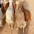 رفيدي   برابر مرابي 4 شهور