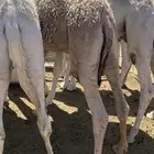 5 قعدان بلديات للبيع