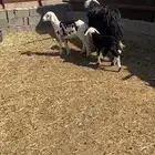 صان ولد بريه للبيع   تم البيع   تم البيع