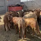 رمضان مبارك للبيع طليان سواكني جبر ناهي ثنياني وربعان