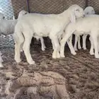 مشروع فحل صنف الصنف سلالة هشام الفريدي - العمر شهر ونص