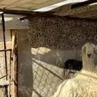 شات معها طلي