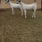 جفار بيشيات