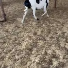مهجنه حري على بربري