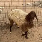 جذعه