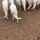 سواكن تربيه شبيه الحري
