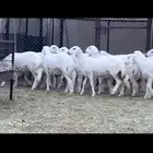رخال حرش