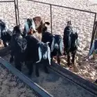 تيوس بريات
