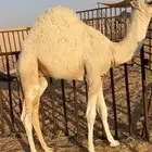 حاشي لباني