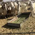 معزا عوارض فيها فسديس وفيها التامه