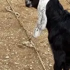 الرس