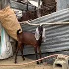 تيس فحل صنف